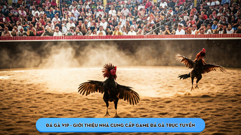 Đá gà VIP - Giới thiệu nhà cung cấp game đá gà trực tuyến