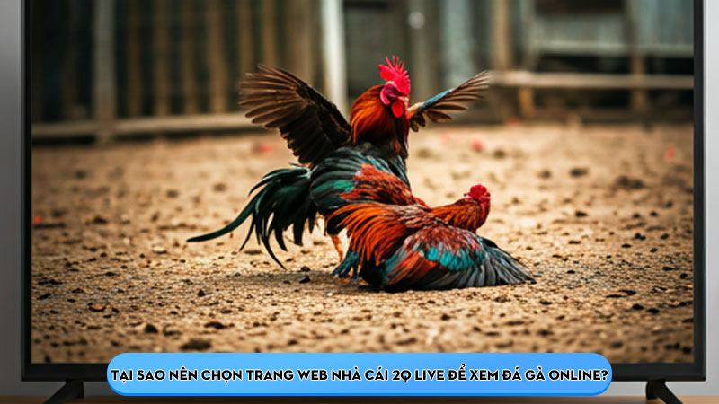 Tại sao nên chọn trang web nhà cái 2Q Live để xem đá gà online?